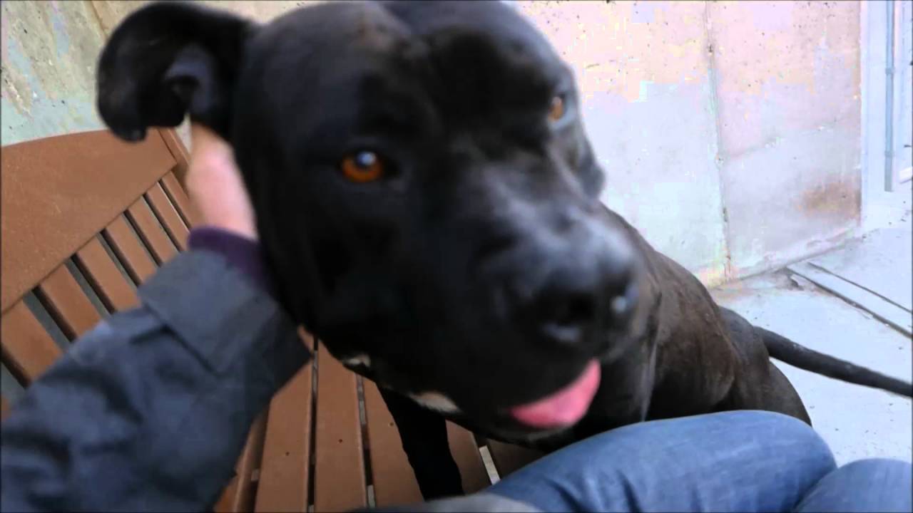 Loverboy - A1070633 - Brooklyn ACC camera iphone 8 plus apk