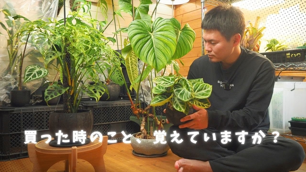 お気に入り植物との思い出【観葉植物】
