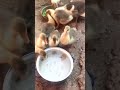 How To Raise Baby Geese Correctly 