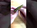 沈み蟲2.6inのフリーリグ