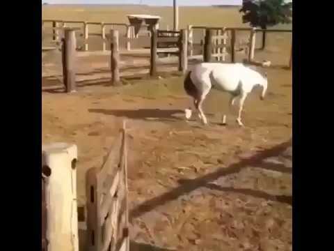 Horse vs chicken fight