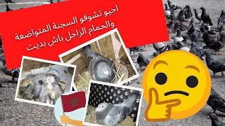 أجيو تشوفو #السجنة_ المتواضعة ديالي والحمام الزاجل باش بديت ??️️