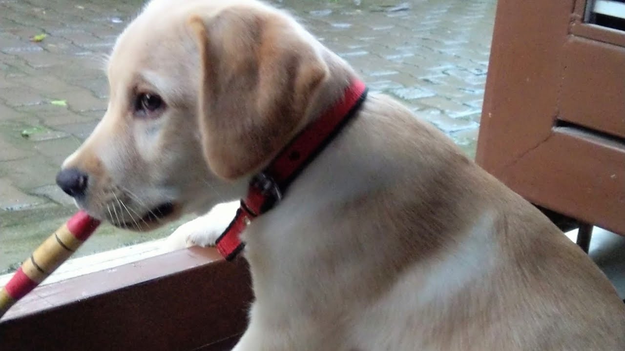 JOY, Our Puppy comes whenever we call him My puppy recognises my