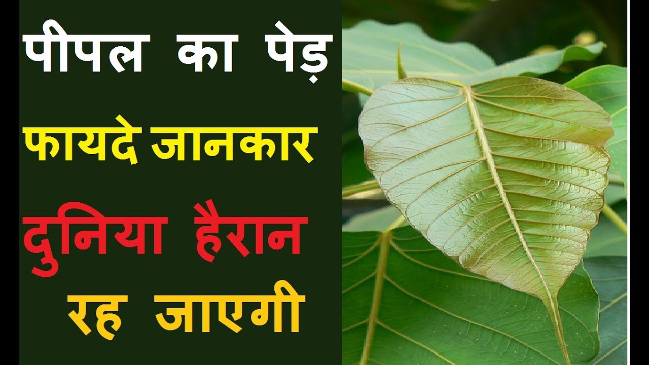 पीपल के फायदे pipal ke ped ke fayde in hindi Health benefits of peepal
