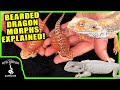 COMPLETE BEARDED DRAGON MORPH GUIDE! (with Heather Moye from FairyTail Dragons)