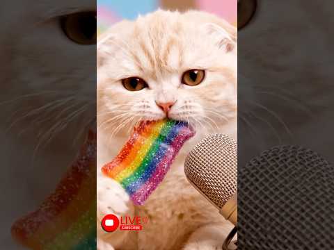 どうぶつっこASMR　むいチャンネル大勝利！編　#shorts　 #asmr猫 　#猫　#モルモット　 #猫のいる暮らし　#チョコレート　#レインボーグミ