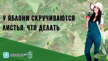 У яблони скручиваются листья: что делать