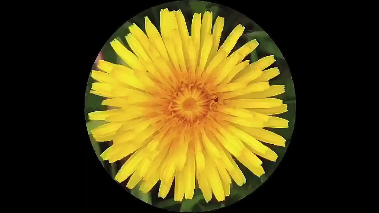 The Golden Angle Rotating Dandelion Flower 