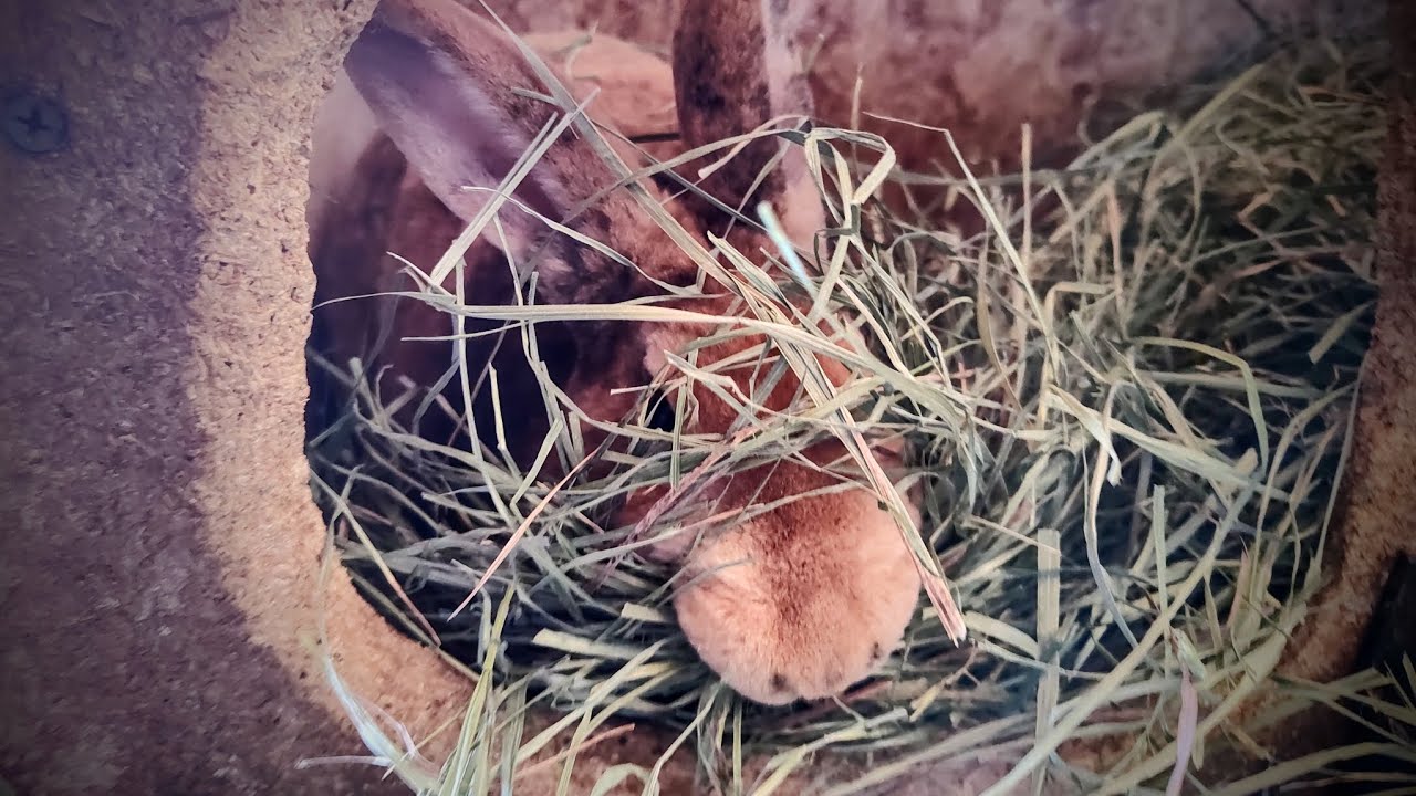 F1 Reza litter! #farmlife #rabbitfarming #rabbit #babyanimals # ...