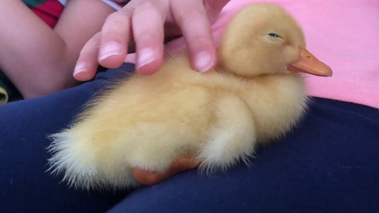 how-to-put-a-baby-duck-to-sleep-youtube