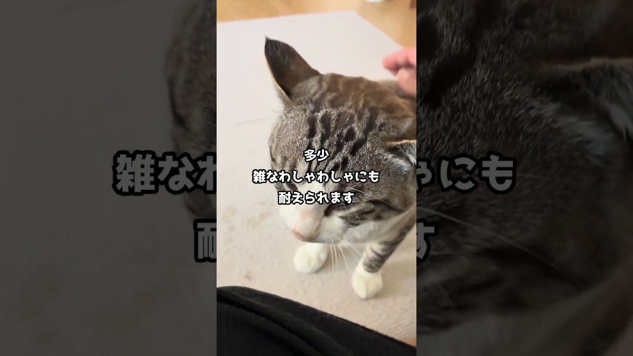 今日のゴン太🐾 - YouTube