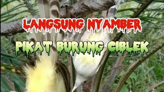 SUARA BURUNG CIBLEK RIBUT UNTUK PIKAT DI HUTAN,,AUTO LENGKET KE PULUT