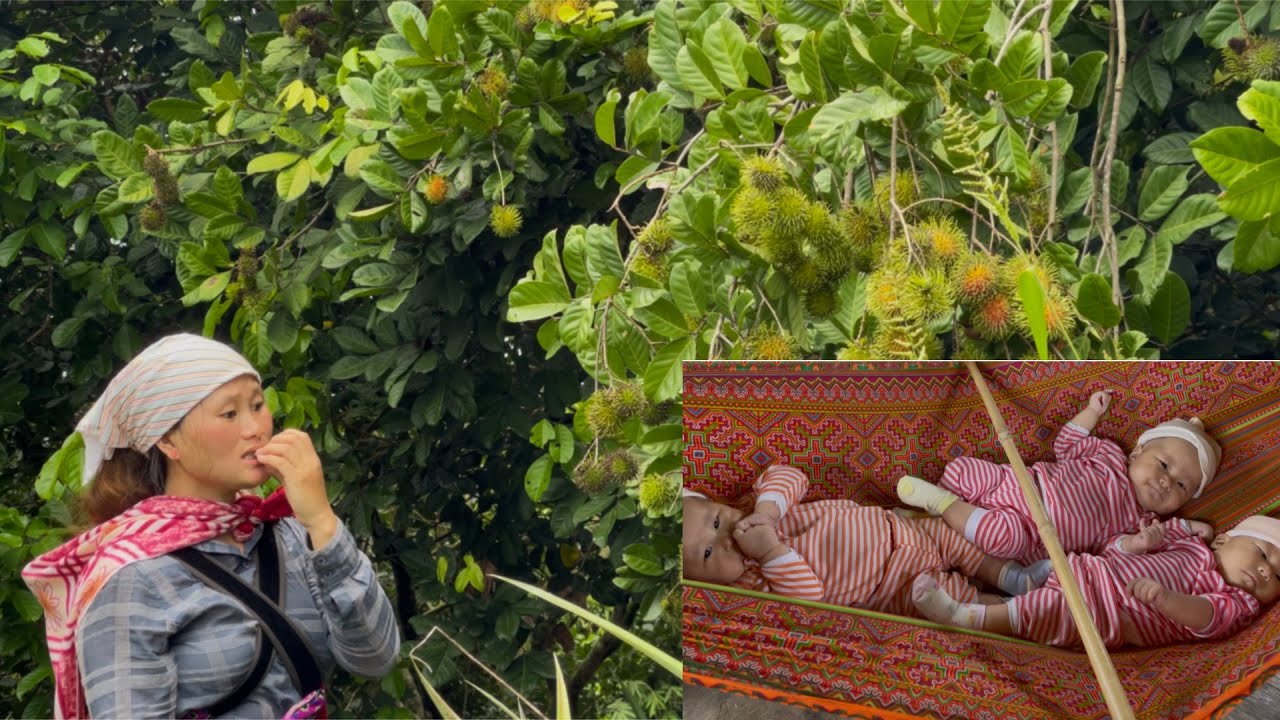 Mom and I went to pick rambutans, but we got tired faster than we picked!  Lý tiểu Nú
