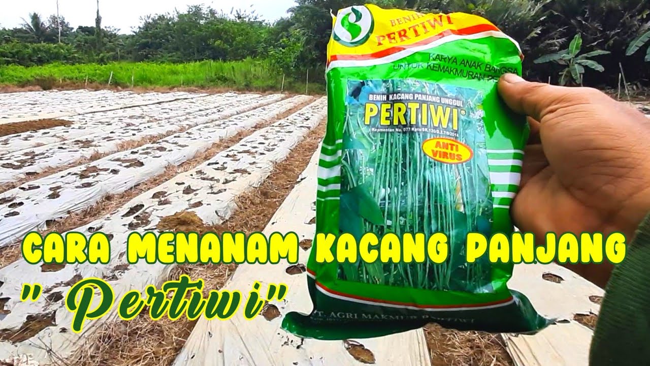 Cara menanam kacang panjang pertiwi dengan ditugal 