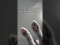 This spell picks ONE person 😼🪄 #shorts #lovespell #catvideos #thegreatpawdini