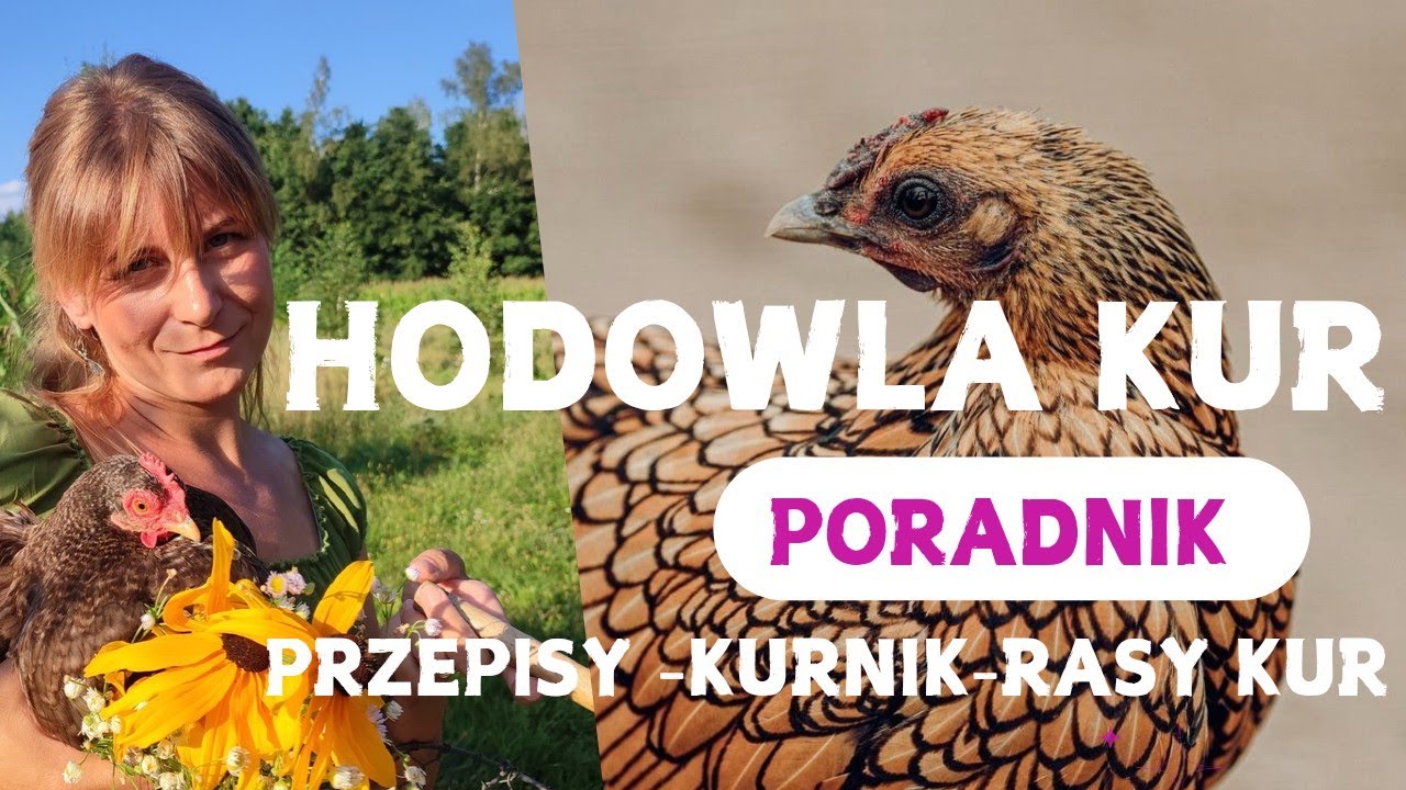 Hodowla kur. Poradnik krok po kroku. Przepisy, kurnik, kury. 