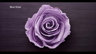 Blue Rose (Calming & Relaxing To Listen at Work) screenshot 1