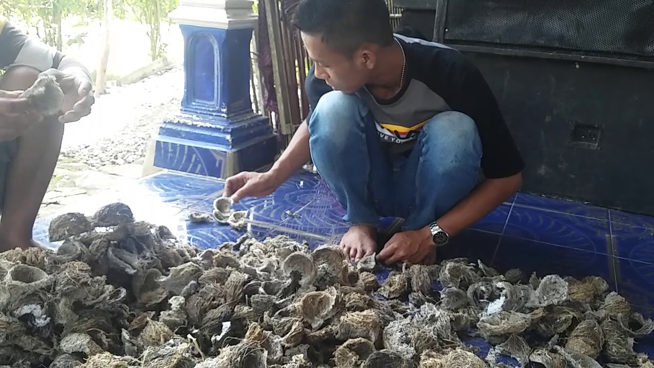 sarang burung||jual beli sarang walet|sriti terima sarang burung walet