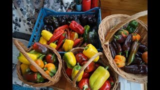 ДАЧА. МОЙ УРОЖАЙ ПЕРЦА НА 13 ИЮЛЯ 2019 г. И ЧЕРРИ ТОМАТЫ ГИБРИДЫ. ПОЛНЫЙ ОБЗОР ТЕПЛИЦЫ. ДАЧА. МОЙ УРОЖАЙ ПЕРЦА НА 13 ИЮЛЯ 2019 г. И ЧЕРРИ ТОМАТЫ ГИБРИДЫ. ПОЛНЫЙ ОБЗОР ТЕПЛИЦЫ.