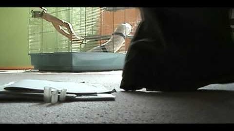 Rat Training 5-Fetch (Advance)