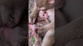 #BabyMonkey #CuteMonkey #FunnyMonkey #MonkeyLove #MonkeyLife #LittleMonkey #MonkeyVibes #PetMonkey