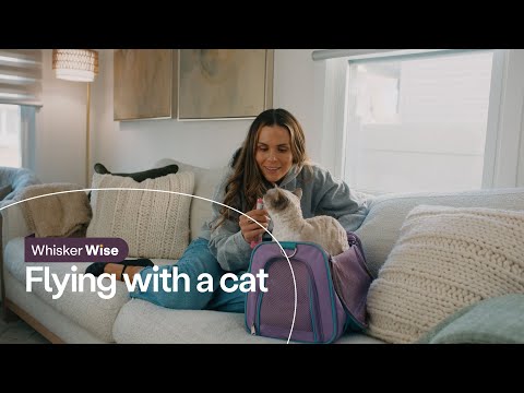 Flying with a Cat: Vet-Approved Travel Tips