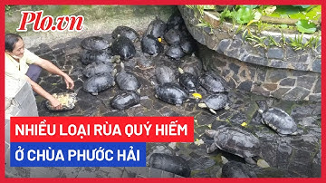 Kiểm lâm tiếp nhận hơn 50 cá thể rùa từ Chùa Phước Hải - PLO