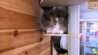 タワーで寛ぐねこ- Maru is relaxed on the cat tower.-