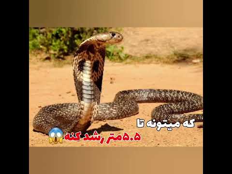 خطرناک ترین مار های دنیا