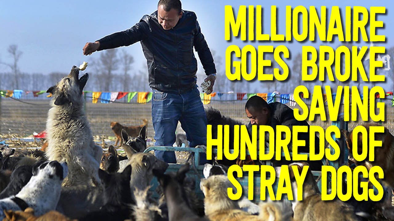 Millionaire Goes Broke Saving Dogs Destined for Slaughterhouse YouTube