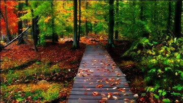 من اجمل ما سمعت ؛ تلاوة خاشعة للشيخ: رعد الكردي