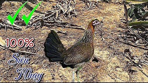 Tiếng gà rừng mái Kêu trống HAY NHẤT 2025✔️ || Poj qaib seev zoo dib tuaj ceev tiag tiag 💯✔️✔️