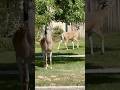 Quiet deer breakfast and grooming #deer #urbandeer #urbanwildlife #urbannature #nature