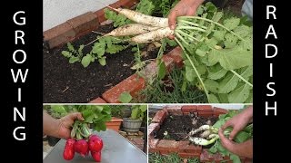 Radish : Minowase, Champion & White Icicle : Growing & Harvesting