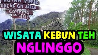 Menuju Kebun Teh Nglinggo