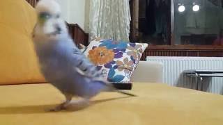 Muhabbet Kuşu Ile Kumanda Kavgası