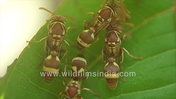 Paper Wasp nest building seen in macro | Fascinating nature up close