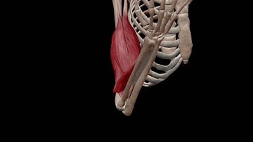 Learn@Visible Body - Elbow Flexion