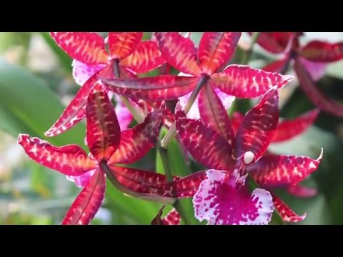 orchidarium prangins suisse anti aging legjobb anti aging kezelések férfiaknak