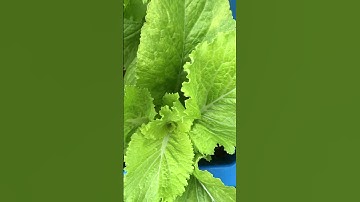 Khu vườn rừng của tôi