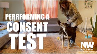 Canine Consent Test- For Petting