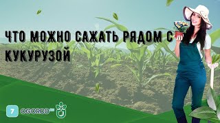 Что можно сажать рядом с кукурузой