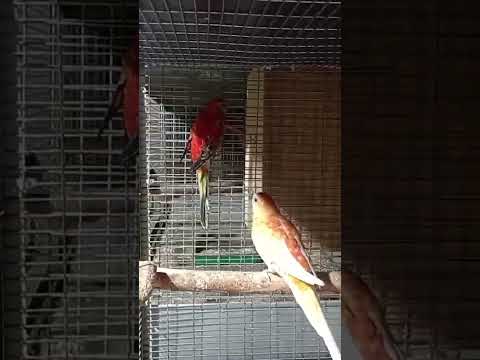 Певчий попугай