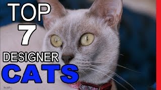 Top 7 Designer Cat Breeds