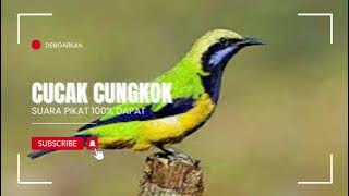 SUARA PIKAT CUCAK CUNGKOK JANTAN