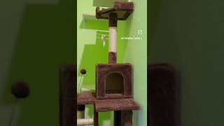 Esfinge Hotel Felino #cats#gatos#hotelfelino#hospedajefelino#vacaciones