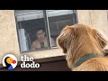 Golden Makes Friends With His Neighbor On The Opposite Balcony | The Dodo Soulmates