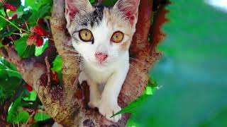 Life of Dodo the Cat : A Photo-story Project screenshot 5
