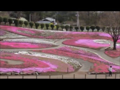 みさと芝桜公園 2016 04 08