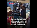 Egypt launches major study on shark behavior